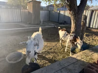 Capră, Saanen goat — foto 2