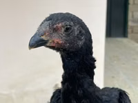 poules Shamo — photo 3