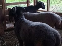 公羊, Sheep — 照片 2