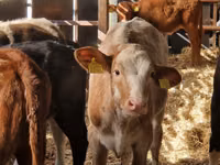 İribuynuzlu mal-qara (partiya, cinsi göstərilməyib), Simmental cattle — foto 5