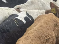 İribuynuzlu mal-qara (partiya, cinsi göstərilməyib), Russian Black pied cattle — foto 3