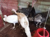 Turkeys — foto 5