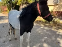 Yegua, Caballos — foto 4