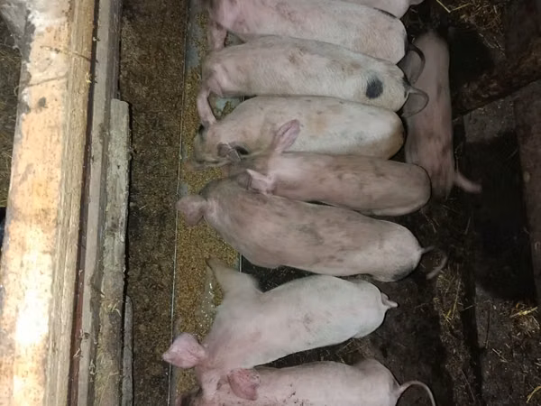 Scroafă, Porci