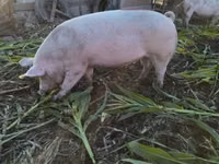 母猪, Pigs — 照片 3