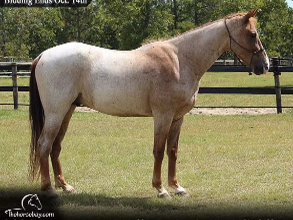 حصان, Tennessee Walking Horse