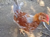 Chickens — foto 5