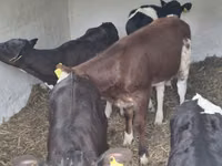 Kuh, Simmental cattle — Foto 3