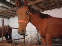 Aygʻir, Manipuri pony — 2-rasm