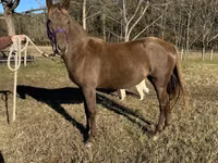 Toychoq, Rocky Mountain Horse — 4-rasm