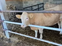 İnək, Charolais cattle — foto 4