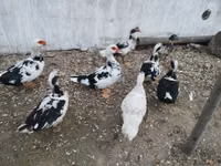 Ducks — foto 6