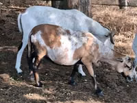 نعجة, Cameroon sheep — الصورة 5