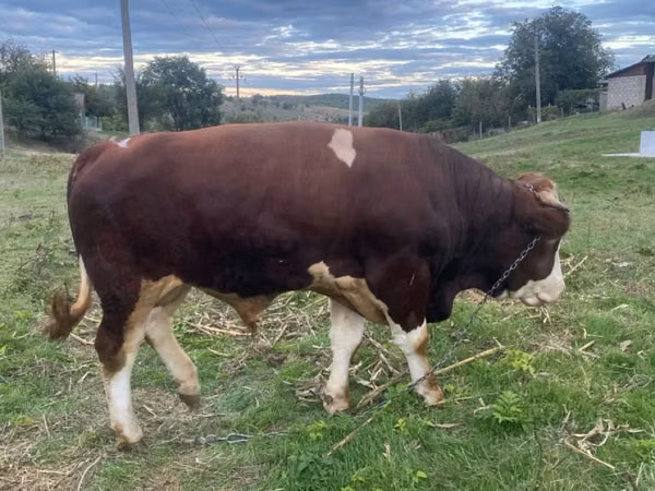 Bulle, Simmental cattle — Republik Moldau