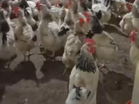 Chickens — 3-rasm