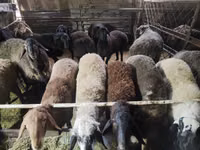 كبش, Edilbay sheep — الصورة 4