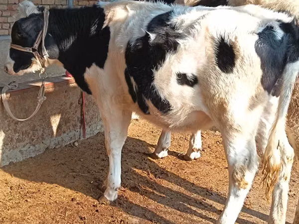 Bovinos (lote, sexo não especificado), Russian Black pied cattle