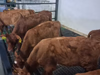 Buğa, Simmental cattle — foto 3