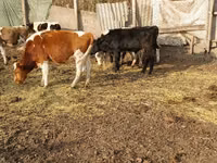 Bou, Russian Black pied cattle — foto 3
