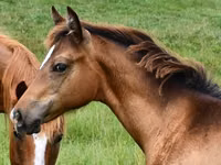 Mare, Appaloosa — photo 3