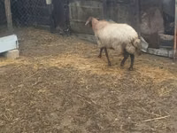 母羊, Sheep — 照片 2