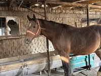 公马, Manipuri pony — 照片 1