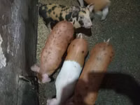 Scroafă, Porci — foto 1