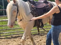 Aygʻir, Kentucky mountain daddle horse — 7-rasm