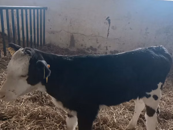 Kuh, Simmental cattle