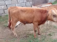 Bou, Simmental cattle — foto 3