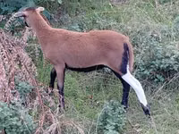 Ovelha, Cameroon sheep — foto 4