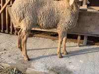 母羊, Arashan sheep — 照片 3