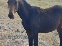 At, Thoroughbred horse — foto 3