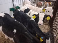 Bulle, Russian Black pied cattle — Foto 4
