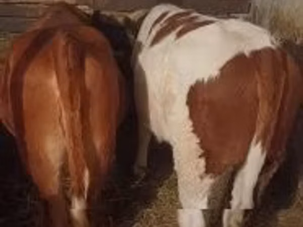 Vaca, Vaca Limousin