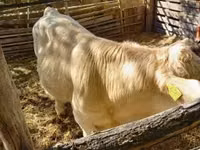 Buqa, Simmental cattle — 3-rasm