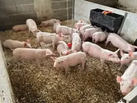 Schweine (Partie, Geschlecht nicht angegeben), Schweine — Foto 3