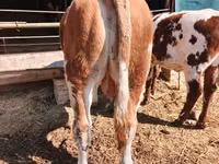 Bou, Simmental cattle — foto 2