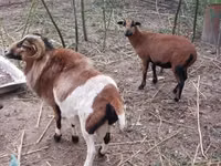 Ram, Cameroon sheep — photo 8