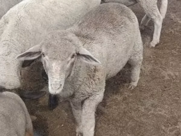 Berbec, Merino sheep