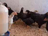 Chickens — الصورة 3