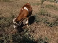 Bulle, Limousin-Kuh — Foto 6