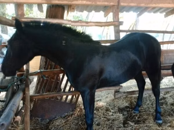 公马, Horses
