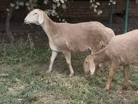 Oveja, Arashan sheep — foto 1