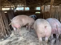 Schweine (Partie, Geschlecht nicht angegeben), Schweine — Foto 2