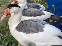 Ev Muskovisi — foto 3