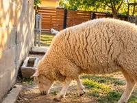 Oaie, British  Milksheep — foto 3