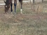 公马, Lipizzaner — 照片 5