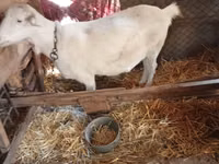Goat, Saanen goat — photo 1