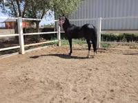 حصان, Akhal-Teke — الصورة 1